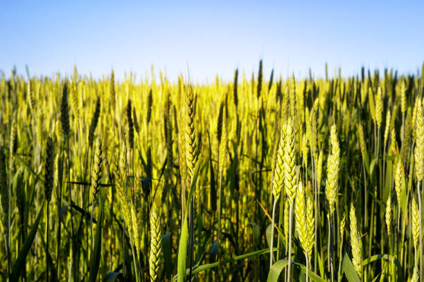 istock Spikes of wheat against blue sky 1047694210