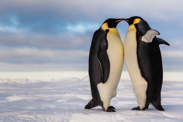 istock Two cute emperor penguins standing next to each other, cheering 1047699386