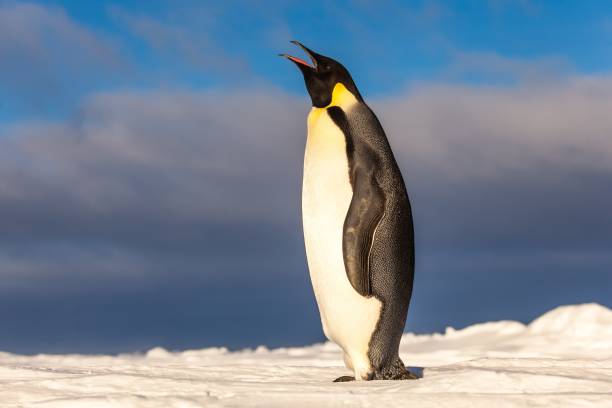 Cute emperor penguin standing on sea ice, singing.