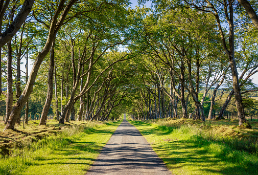 An idyllic narrow road lined by symmetrical trees going down a hill in Scotland.