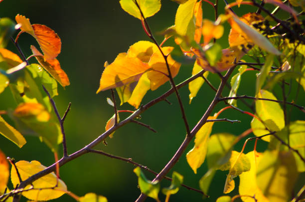 istock autumn leaves on a blurred background sky sunny day 1047703680