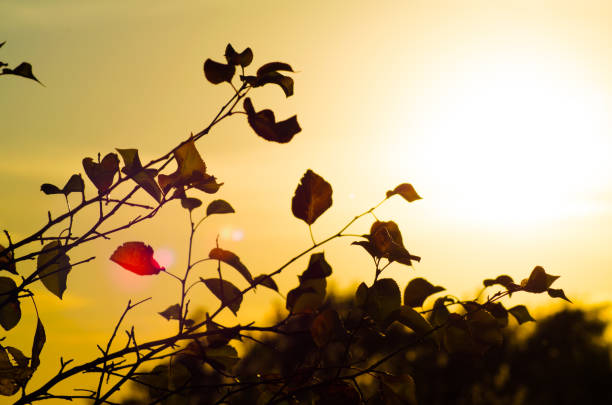 autumn leaves on a blurred background sky sunny day