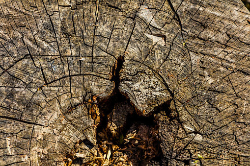Cut tree stump on grass