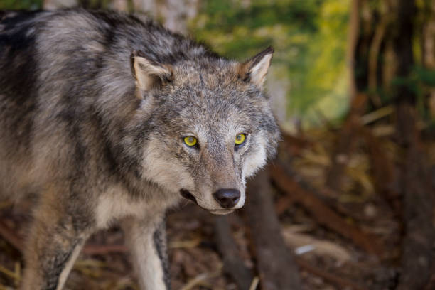 istock horizontal image with portrait and detail of a wolf 1047706628