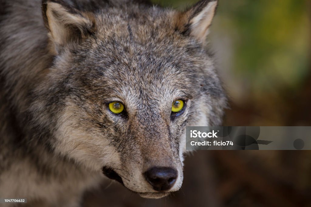 horizontal image with portrait and detail of a wolf Wolf Stock Photo