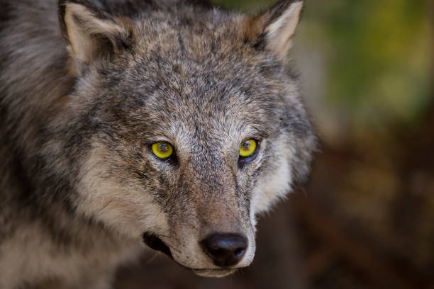 Yellow Wolf Eyes Stock Photos, Pictures & Royalty-Free Images - iStock