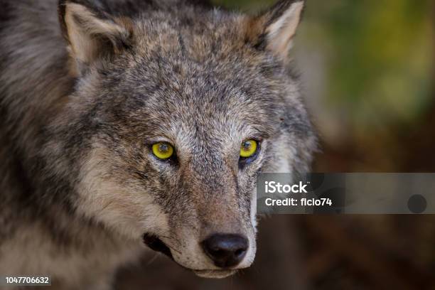 Horizontal Image With Portrait And Detail Of A Wolf Stock Photo - Download Image Now