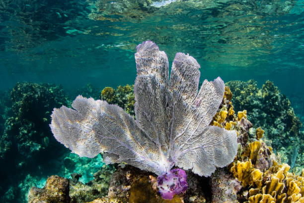 colorful sea fan in caribbean sea - lighthouse reef imagens e fotografias de stock