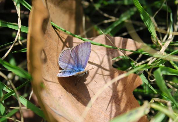istock Blue butterfly in the nature 1047707142