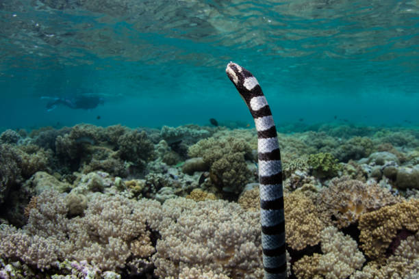 istock Banded Sea Krait and Coral Reef 1047707298