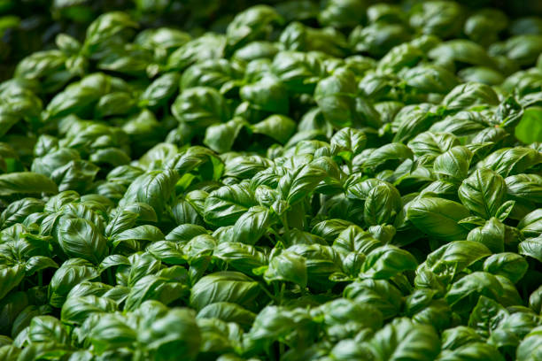 istock horizontal image with detail of green colored basil plants 1047707514