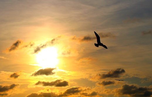 Seagull flying at sunset time