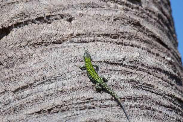 horizontal image with detail of a green lizard climbing on a\