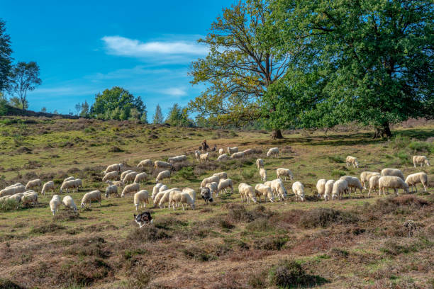 istock Pack of sheep close together being lead by a sheepherder 1047710516