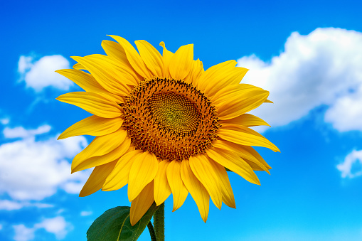 Close-up photo of sunflower flower on farm field, with blue sky and white clouds in background, on a bright summer day