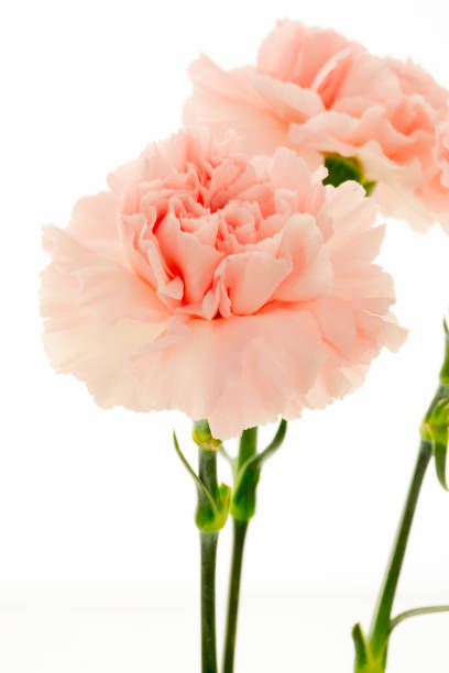istock Mother's Day, carnations, pink carnations, 1047710944