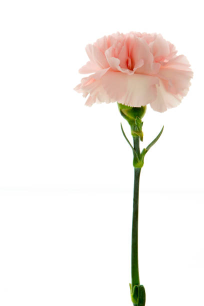 istock Mother's Day, carnations, pink carnations, 1047711022