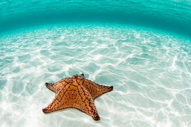 istock Colorful West Indian Sea Star 1047711332