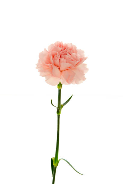 istock Mother's Day, carnations, pink carnations, 1047711540