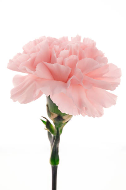 istock Mother's Day, carnations, pink carnations, 1047711858