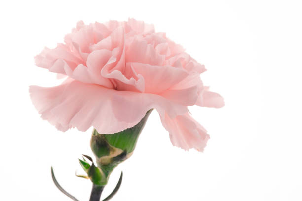 istock Mother's Day, carnations, pink carnations, 1047711906