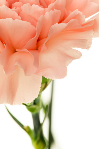 istock Mother's Day, carnations, pink carnations, 1047712134