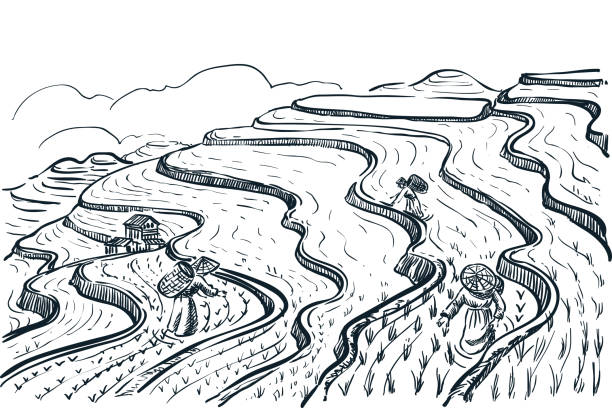 Rice terrace fields landscape, vector sketch illustration. Asian agriculture and harvesting vintage background. China rural nature view.