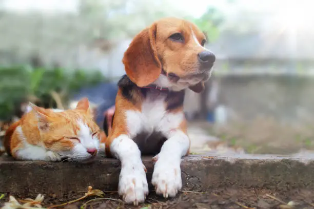 Photo of Beagle dog and brown cat lying together on the footpath outdoor in the park.