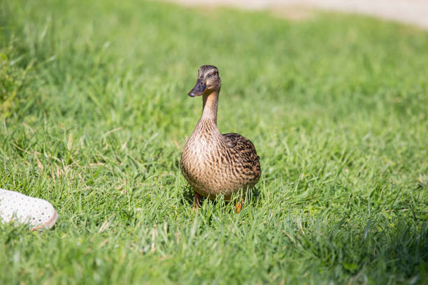 istock horizontal image of a duck strolling in a park on the grass 1047715320