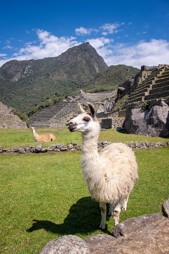 Two Llamas At Machu Picchu In Peru