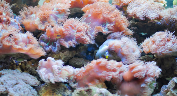 istock Aquarium decorated with colorful corals 1047718724