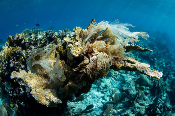 istock Plastic Covering Elkhorn Coral 1047719048