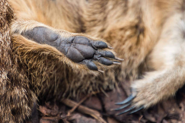 istock Meerkat Foot and Claws 1047724594