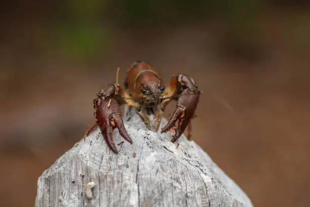 Photo of crayfish on wood