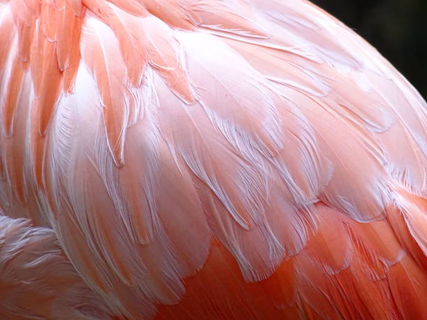 istock Close-up of a Flamingo Plumage 1047727770