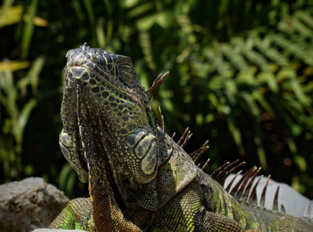 istock Close-up Head of a Iguana americana 1047727872