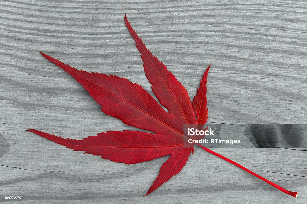 Maple leaf em cinza de madeira - Foto de stock de Antigo royalty-free