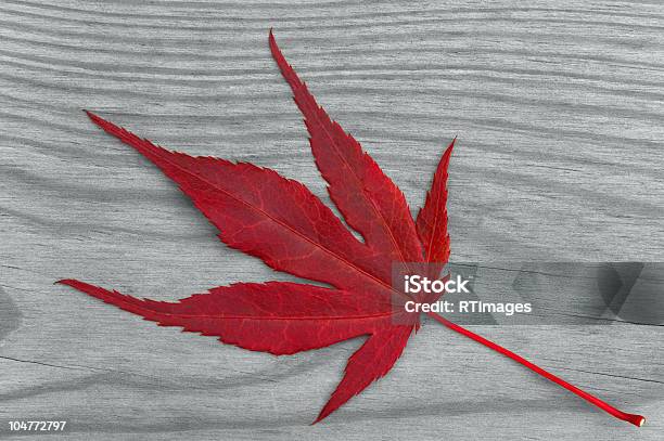 Foto de Maple Leaf Em Cinza De Madeira e mais fotos de stock de Antigo - Antigo, Bosque - Floresta, Cinza - Descrição de Cor