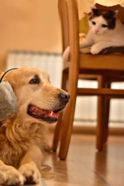 sehr angst hund und neugierige katze auf das neue jahr - white dog audio stock-fotos und bilder