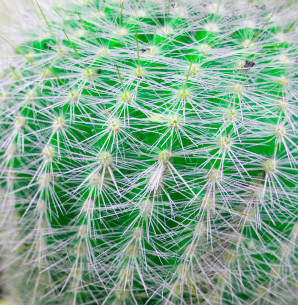istock Abstract Close Up of Cactus Succulent with Large Spikes 1047729074