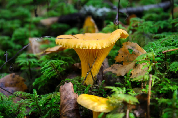 Cantharellus cibarius - edible mushroom. Fungus in the natural environment. Cantharellus cibarius - edible mushroom. Fungus in the natural environment. English: chanterelle, golden chanterelle, girolle chanterelle edible mushroom gourmet uncultivated stock pictures, royalty-free photos & images