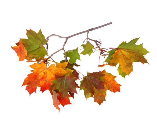 istock Branch of autumn maple leaves isolated on white background 1047737780
