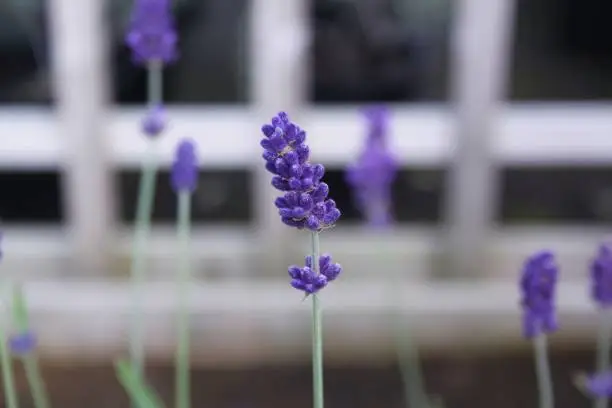 One lavender flower in focus and blurred background