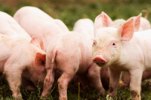 istock group of little pigs 1047743796