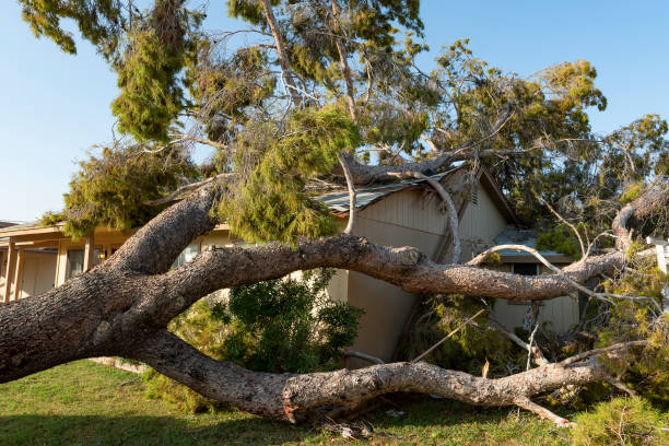 Tree falls on roof of home after huge storm in AZ Tree damage after a major monsoon in Phoenix, AZ Microburst stock pictures, royalty-free photos & images