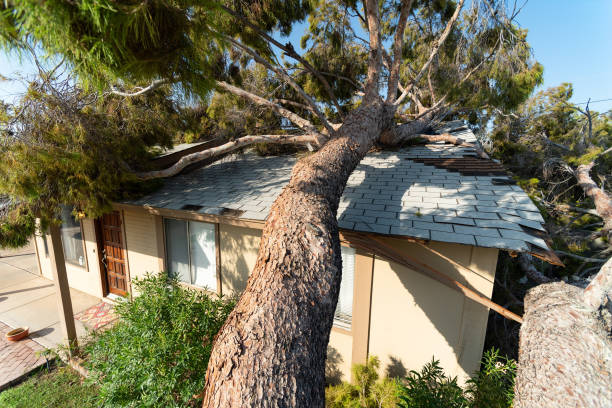 Tree falls on roof of home after huge storm in AZ Tree damage after a major monsoon in Phoenix, AZ Microburst stock pictures, royalty-free photos & images