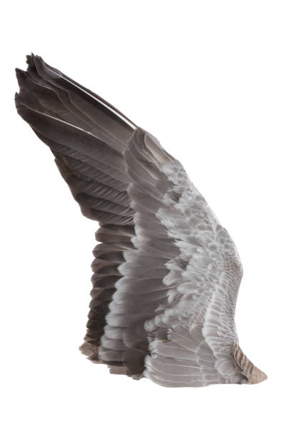 istock gray wings isolated on white 1047747034