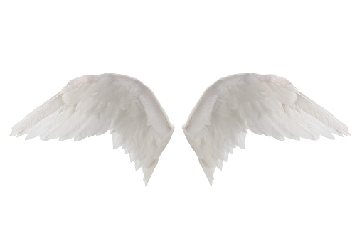white wings isolated on white background