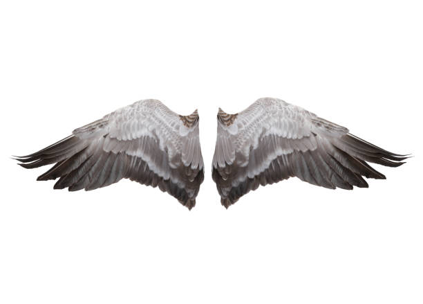 istock gray wings isolated on white 1047747040