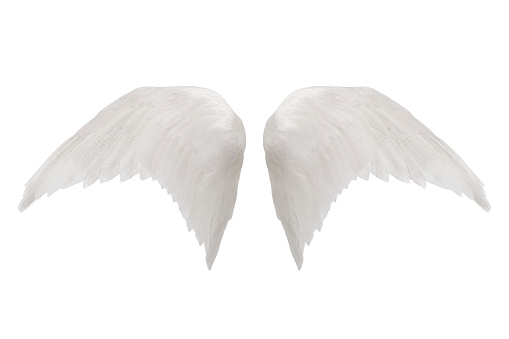 white wings isolated on white background